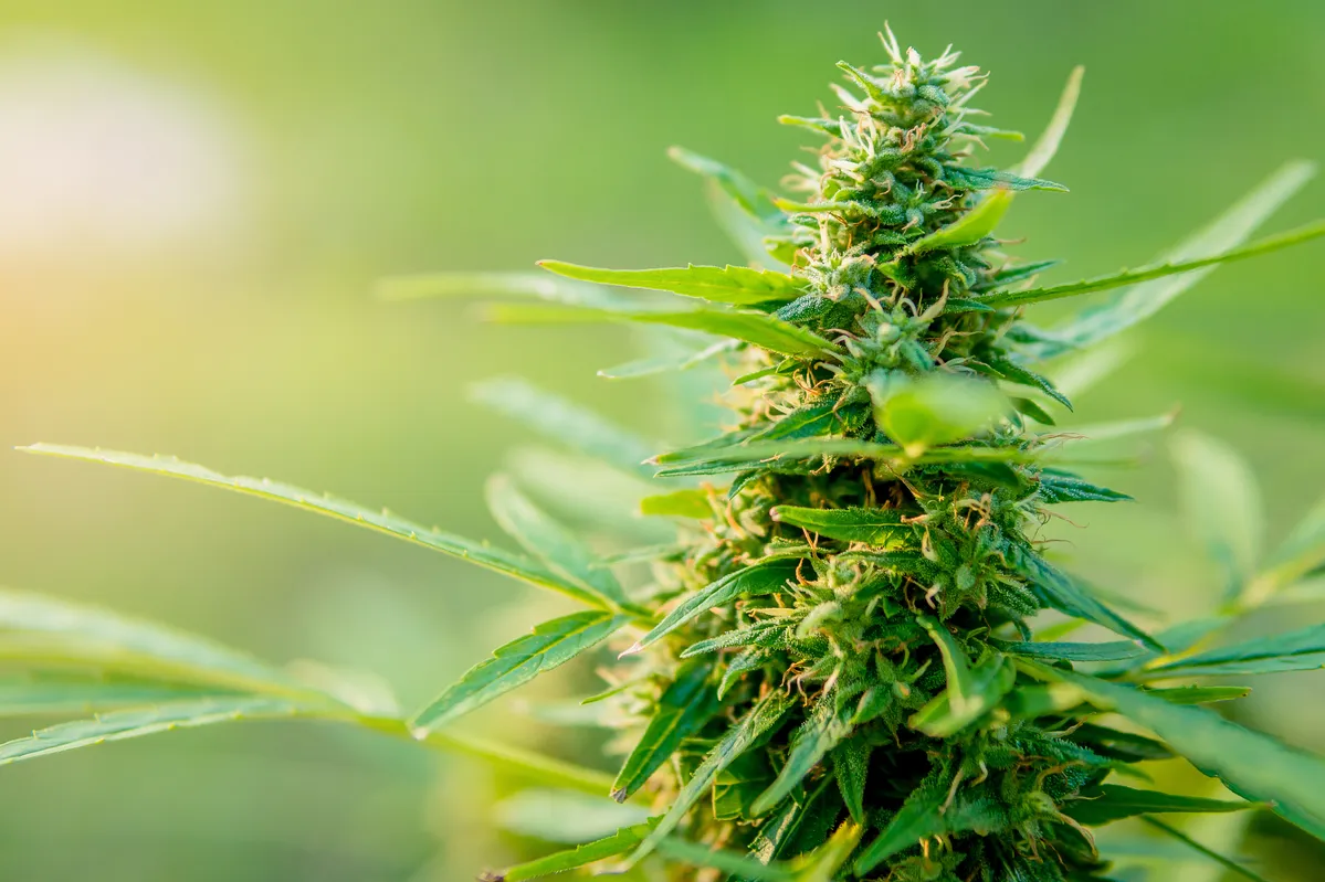 a close up of a plant with many leaves