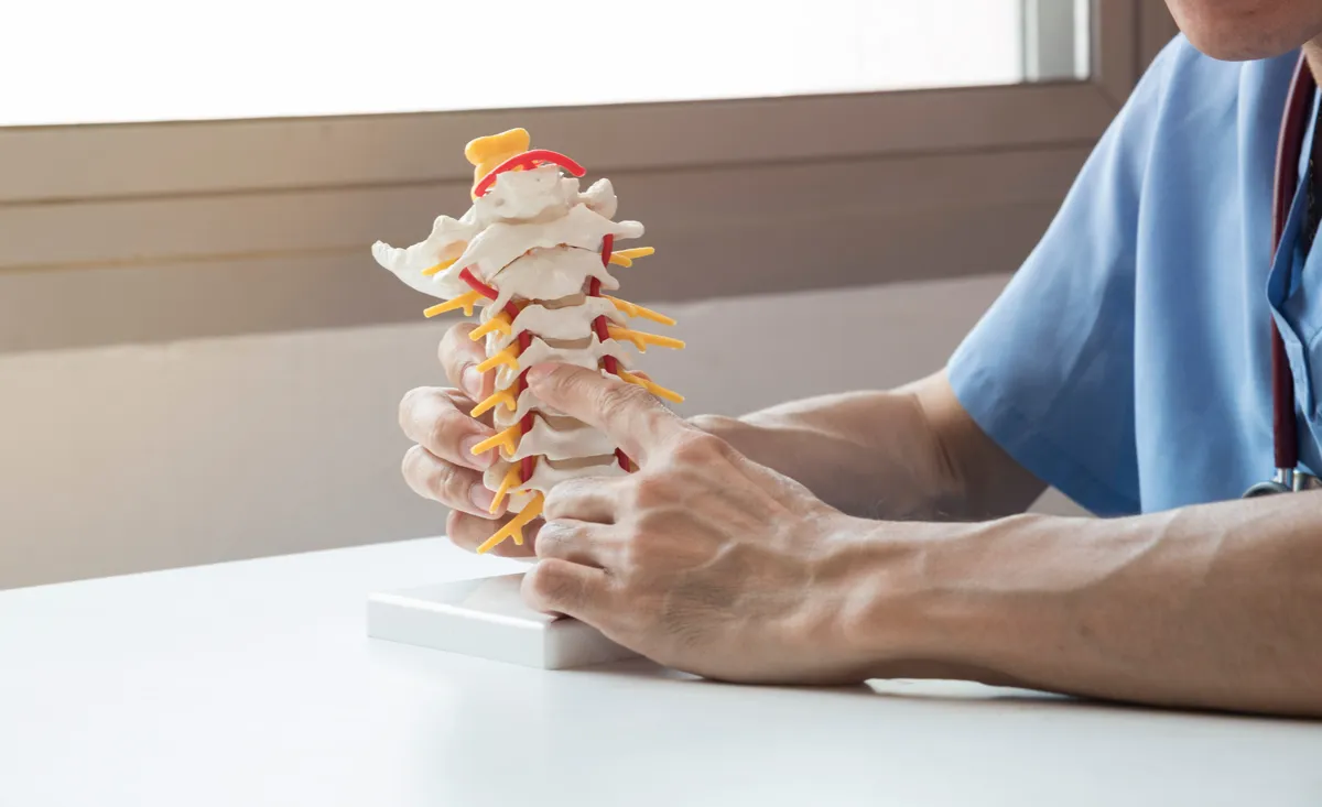arafed model of a human spine being held by a doctor