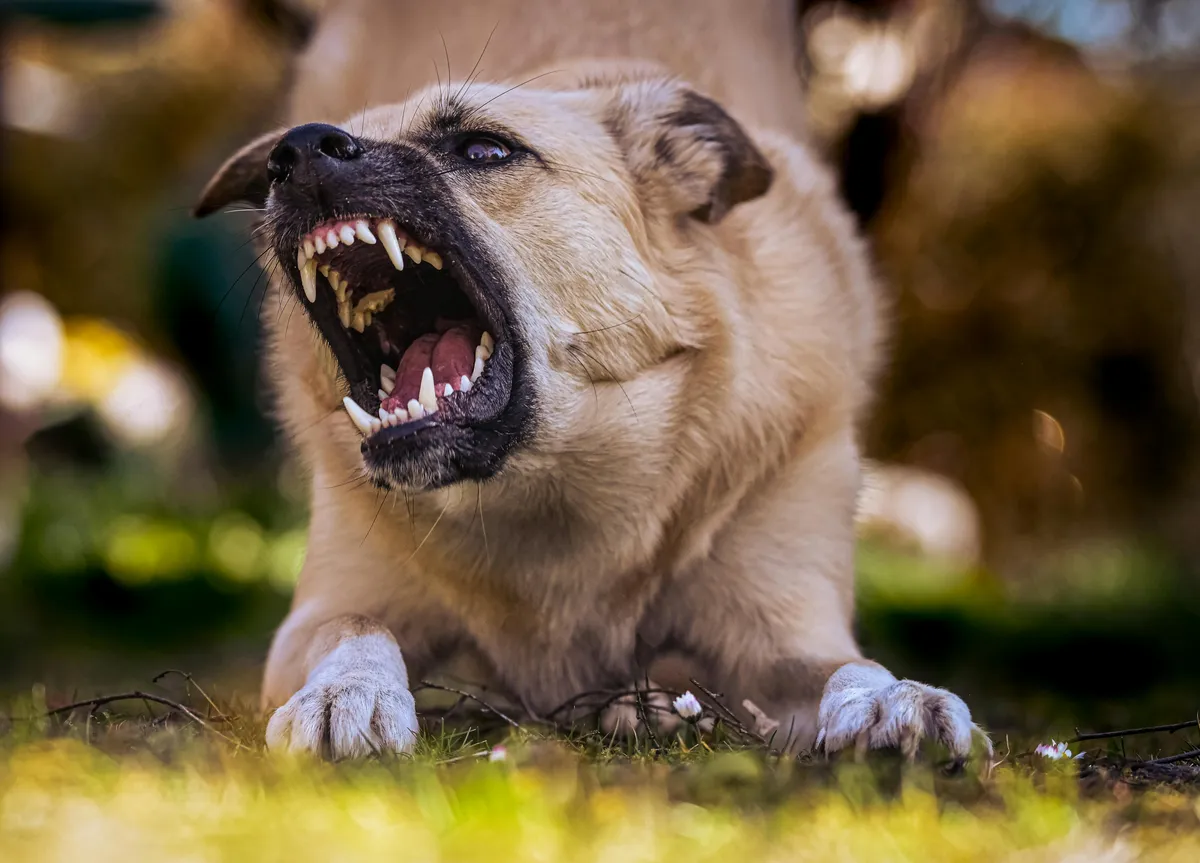 araffe dog with open mouth and teeth wide open in the grass