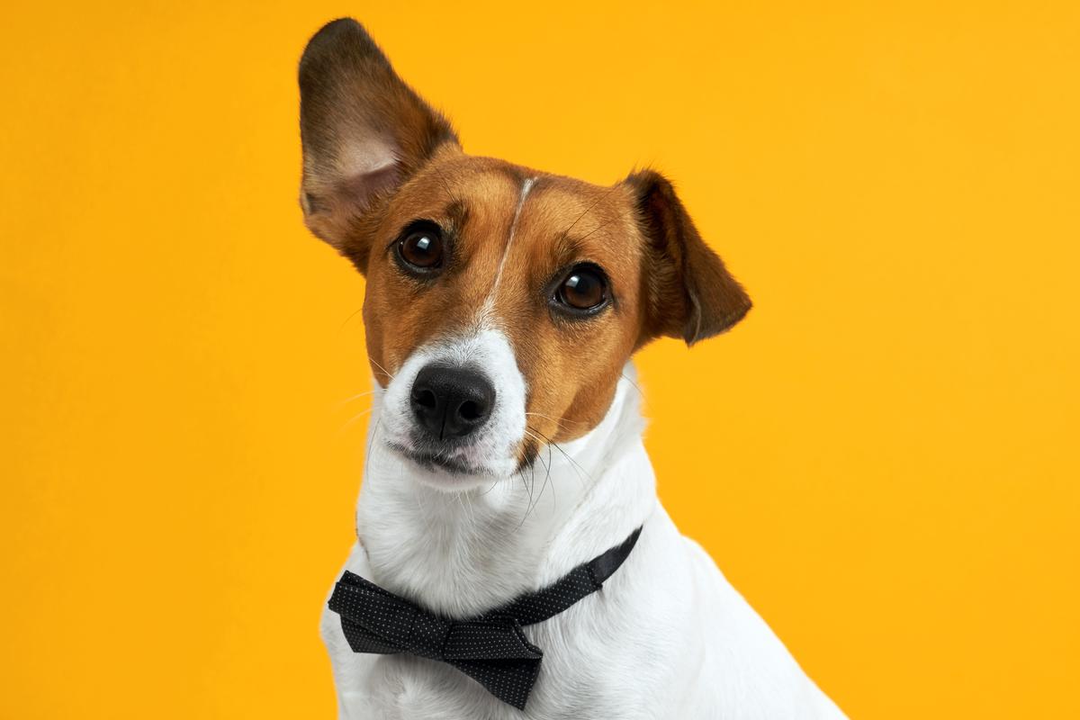 Can You Bring Your Dogs To The Las Vegas Strip